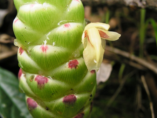 ขิงดา Zingiber kerrii Craib<br/>ZINGIBERACEAE